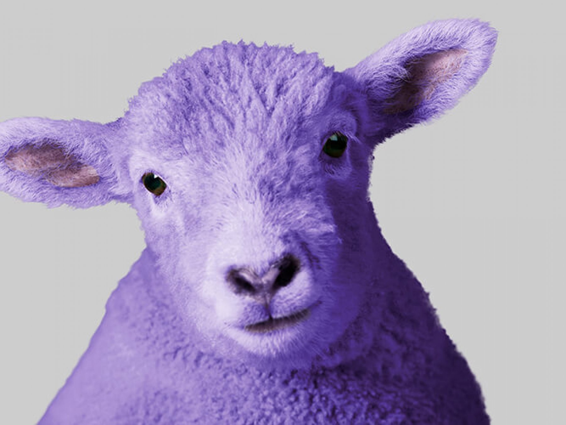 Pax-Schaf in "Very Peri", der Pantone Trendfarbe des Jahres 2022